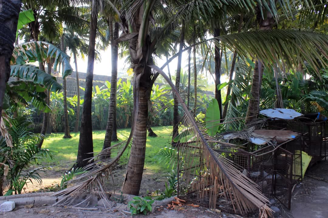 Plantation in Tarapur Fort